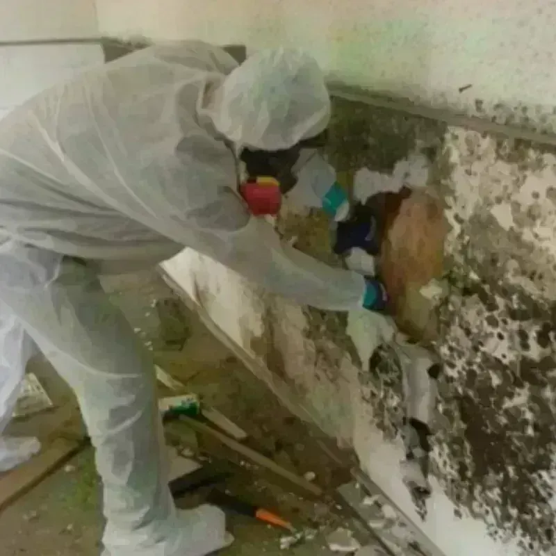 Mold Remediation and Removal in Cutlerville, MI